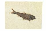 Detailed Fossil Fish (Knightia) - Huge for Species! #292434-1